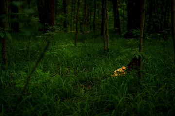 Dense green forest with sunlight illuminating mushroom on forest floor