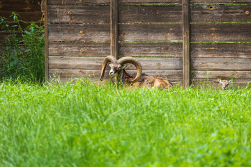 Mouflon - Ovis aries musimon with young is in the grass in the forest