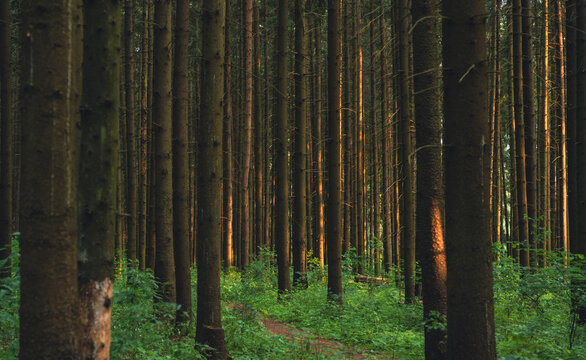 Dense pine forest with tall trees and green undergrowth at sunset