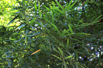 Bamboo branches covering the area and providing shade.