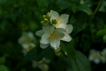 White jasmine flowers blooming on green bush in soft light