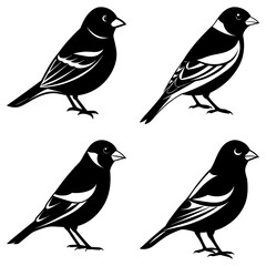 Four black and white bird silhouettes standing in various positions on a white background view