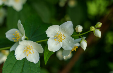 White jasmine flowers blooming on green bush in soft light