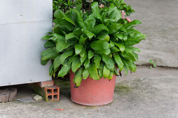 Vibrant Green Spathiphyllum Plant in Rustic Terracotta Pot on Concrete Patio Embodying Urban Garden...