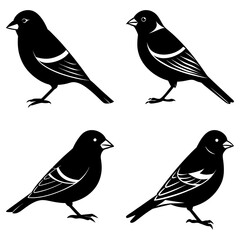 Four silhouette images of birds with white markings on a white background in a square arrangement