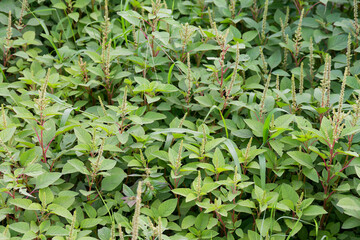 Vibrant Green Amaranthus Viridis Plants Flourishing Wild in a Lush Natural Habitat Creating a Rich...