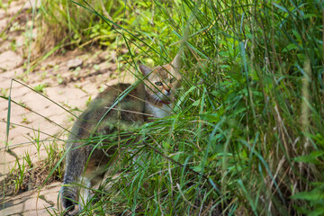 The domestic cat is on a trip by the pond