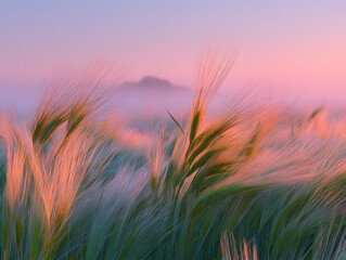 Naklejka premium sunset over barley field.