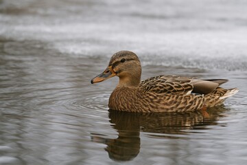 Wild female mallard duck gracefully gliding across a pond