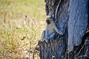 baby vervet monkey sitting on a tree