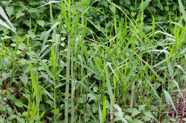 Obraz premium Tall slender green stalks of thriving bamboo and diverse natural foliage form a lush vibrant background texture of fresh wild growth.