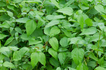 Lush Green Foliage of Bitter Vine Mikania Micrantha Creating a Vibrant Natural Background for...