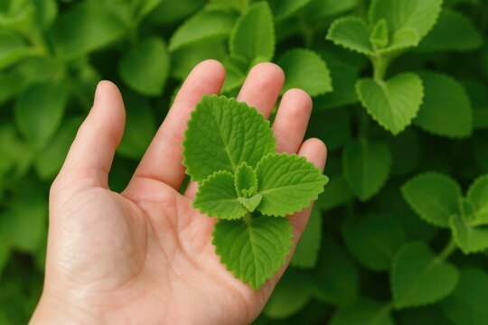 Detailed shot of coleus amboinicus held in a hand