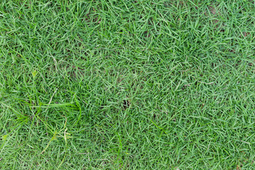 Lush Green Grass Texture a Natural Carpet of Fresh Growth and Vibrant Nature Ideal for Backgrounds...