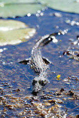baby crocodile