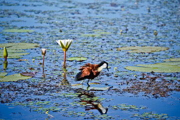 African Jacana, Actophilornis africana with ruffled feathers