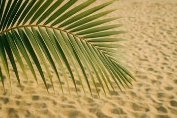 Obraz premium Detailed shot of a tropical palm frond under bright sunlight along a sandy shoreline