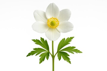 Obraz premium White background with a single Easter flower