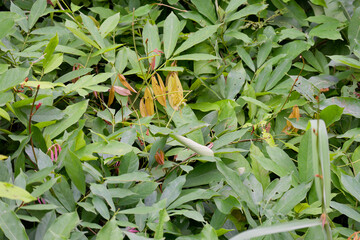Lush Tropical Green Foliage with Emerging Reddish Sprouts and Dried Pods Capturing the Vibrant...