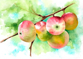 Branch with apples and leaves, watercolor illustration. Red and yellow apples, fruits. Hand drawn food for labels, cards and posters.