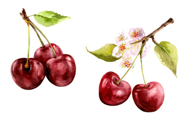 Realistic aucarel illustration of berries. Fresh red cherries with stem and leaves. Isolated on white background.