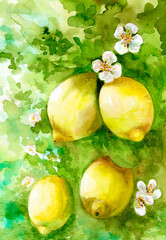Watercolor illustration of citrus fruits. Hand painted ripe lemon branches with green leaves and white flowers for your design.