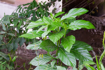 Lush Green Noni Leaves of Morinda Citrifolia Showcasing Natural Vitality and Organic Wellness in a Vibrant Tropical Environment