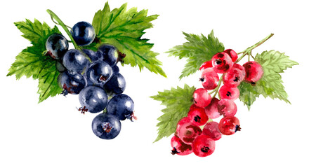 Watercolor set, black and red currant. Hand drawn illustration, isolated on white background. For label and postcard design.