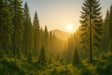 Dawn in the woodland with sunlight breaking through