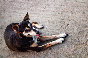 Portrait of a cute black and white dog. Picture clicked at Chennai, Tamil Nadu, South India, India