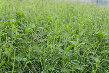 Vibrant Green Grassland Texture Abundant Natural Foliage Lush Wild Growth Serene Meadow Environment Outdoor Nature Background