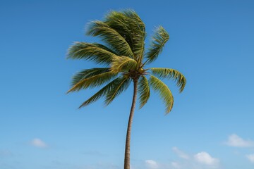 Single coconut tree in isolation