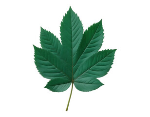 Close-up of a vibrant green castor bean leaf with intricate detail.