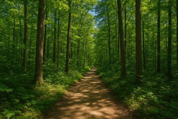 Obraz premium Winding trail through lush woodland trees