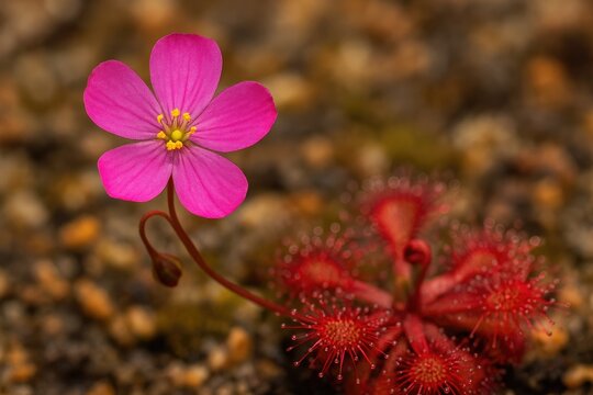 Close-up of the fragrant sundew carnivorous plant - Powered by Adobe