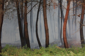 Work to extinguish a forest fire