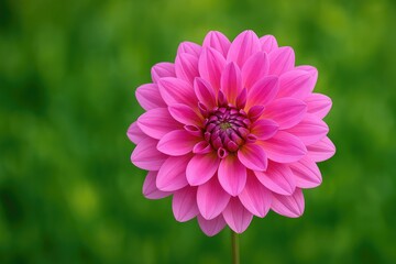 Obraz premium Vibrant Blossoms Against a Lush Green Backdrop