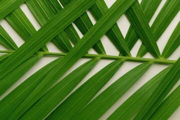 Slice through the palm tree fronds from a different angle