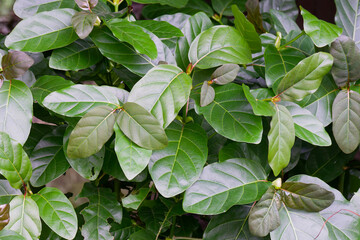 Vibrant Fiddle Leaf Fig Leaves Lush Green Tropical Foliage Creating a Dynamic Natural Background Texture Symbolizing Growth and Freshness