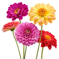 Colorful 5 types of flowers isolated on transparent background.