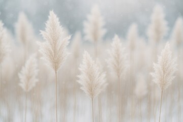 Elegant natural backdrop featuring delicate pampas grass with a soft bokeh effect, showcasing tall, fluffy stems in a winter-inspired boho setting