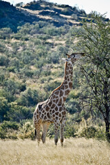 Giraffe eating from a tree