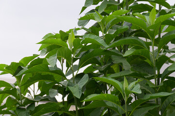 Vibrant Green Bitter Leaf Plant Vernonia Amygdalina Leaves Against a Bright Backdrop Symbolizing Natural Growth and Herbal Wellness.