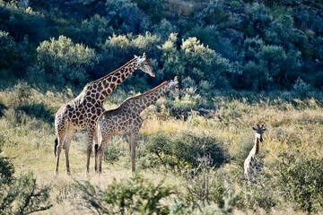 Giraffes in the savannah