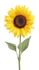 Obraz premium Radiant sunflower stands tall, evoking Midsummer celebrations and Andalusian Solstice, nature's beacon of warmth and vitality