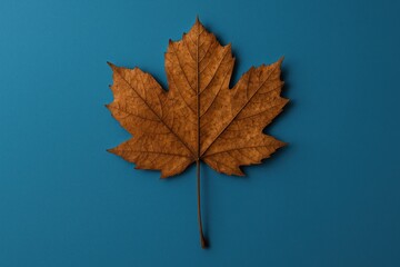 Crimson-hued fallen leaf resting on a vibrant blue surface