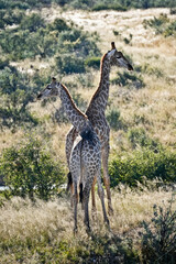 A pair of giraffes in the savannah