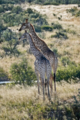 A pair of giraffes in the savannah
