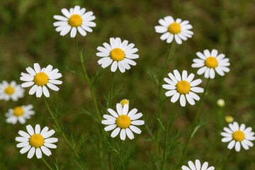 Fototapeta premium Blooming chamomile blossoms in the wild