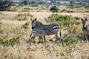 Baby zebra drinks from its mother